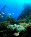 Bunaken